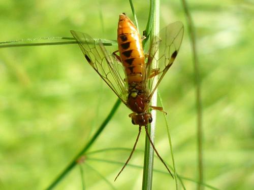 Réf. 246 564 : Tenthredopsis nassata